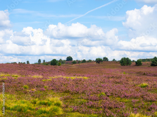 L  neburger Heide