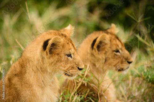Wild lion cub siblings in the savannah
