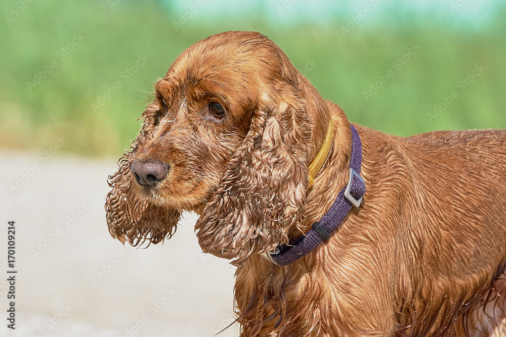 Cute English Cocker Spaniel Cute English Cocker Spaniel