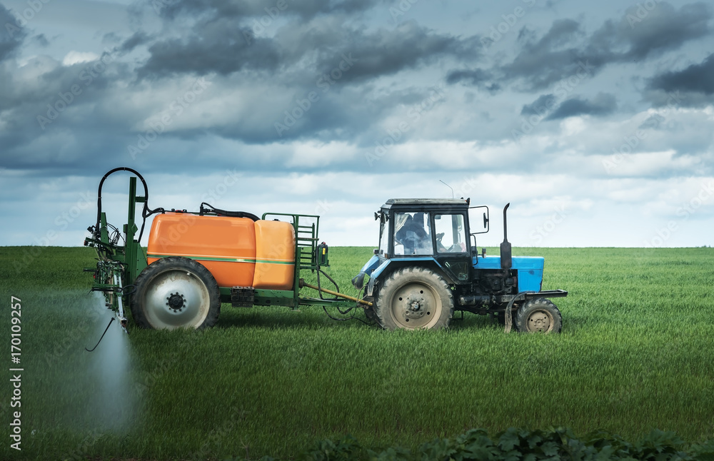 Obraz premium Tractor spraying wheat field with sprayer on the background of dark clouds