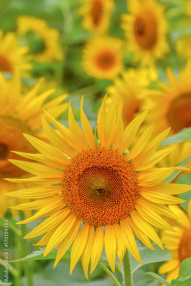 ヒマワリの花 ヒマワリの花