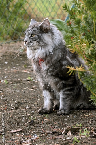 Maine coon cat in the garden