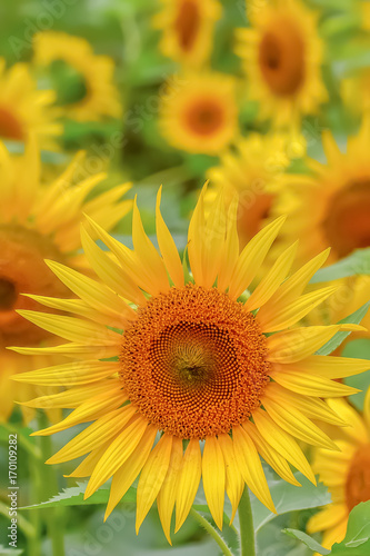 ヒマワリの花