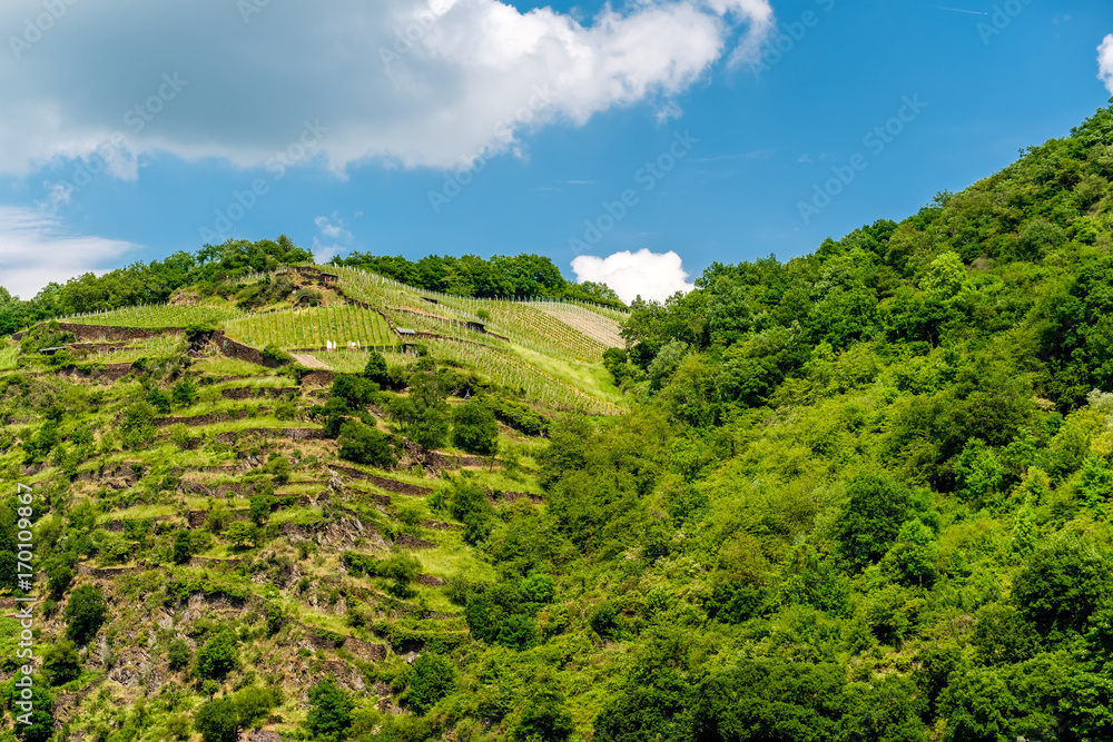 Vineyards at Rhine Valley in Germany Vineyards at Rhine Valley in Germany