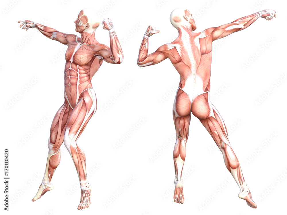 Conceptual anatomy healthy skinless human body muscle system set. Athletic young adult man posing for education, fitness sport, medicine isolated on white background. Biology science 3D illustration Conceptual anatomy healthy skinless human body muscle system set. Athletic young adult man posing for education, fitness sport, medicine isolated on white background. Biology science 3D illustration