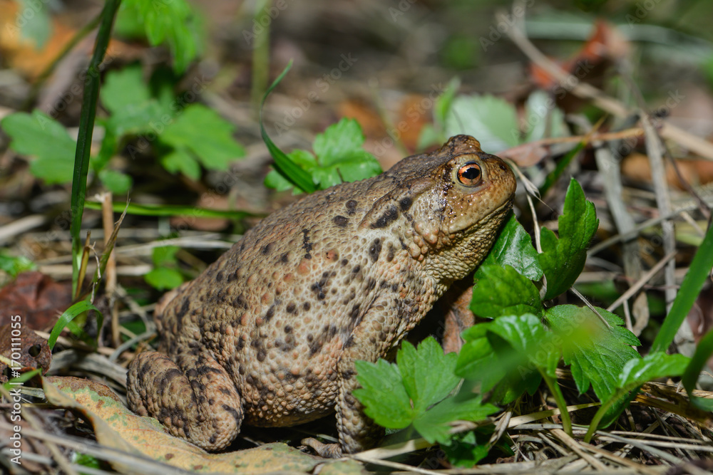 Erdkröte in der Wiese Erdkröte in der Wiese