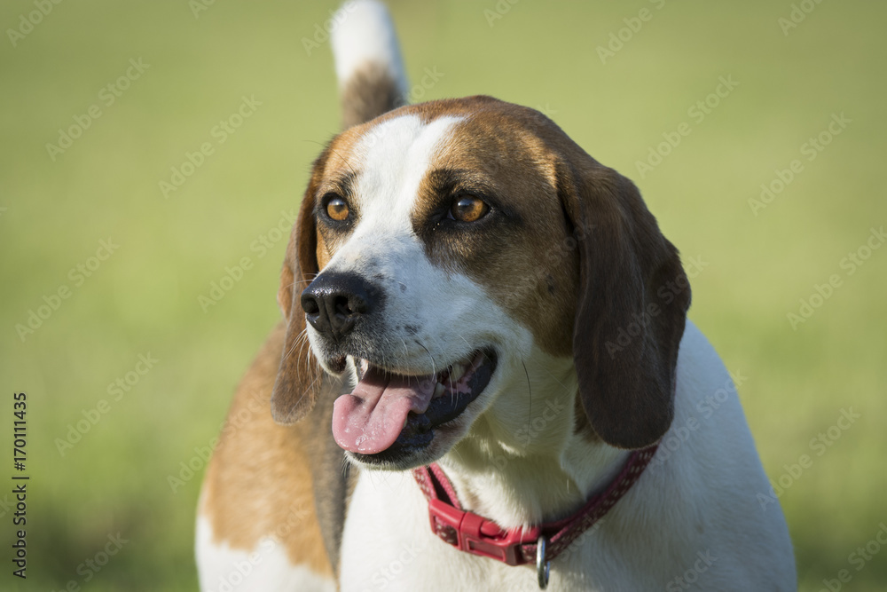 Beagle dog in a field in the sunshine