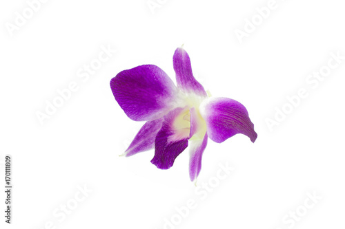 Purple orchid isolated on white