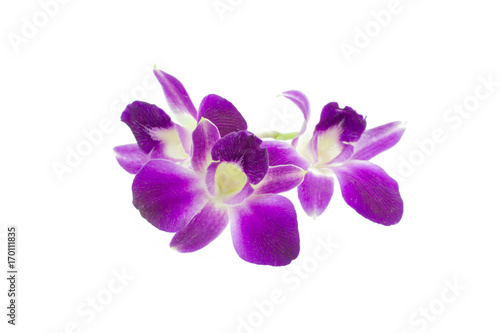 Purple orchid isolated on white