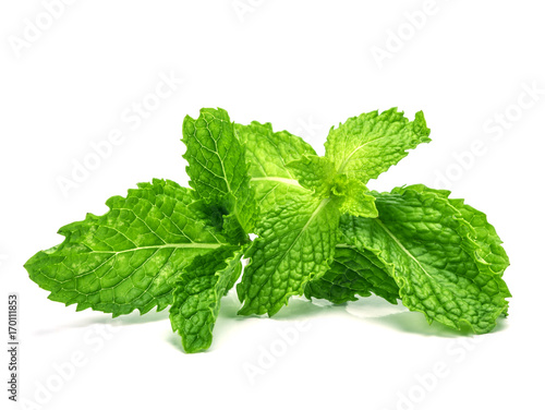 the fresh mint leaf on white background