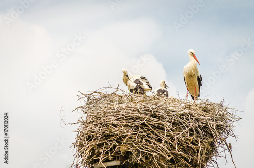 Stork in the nest