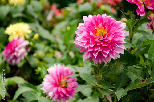 Close up The Beautiful Pink Chrysanthemum flowers by Taken at Doi Inthanon National Park  Chiang Mai  Thailand.