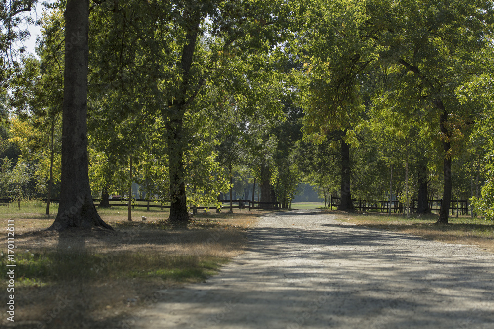 Naklejka premium Beautiful gravel road at village side. Nature background