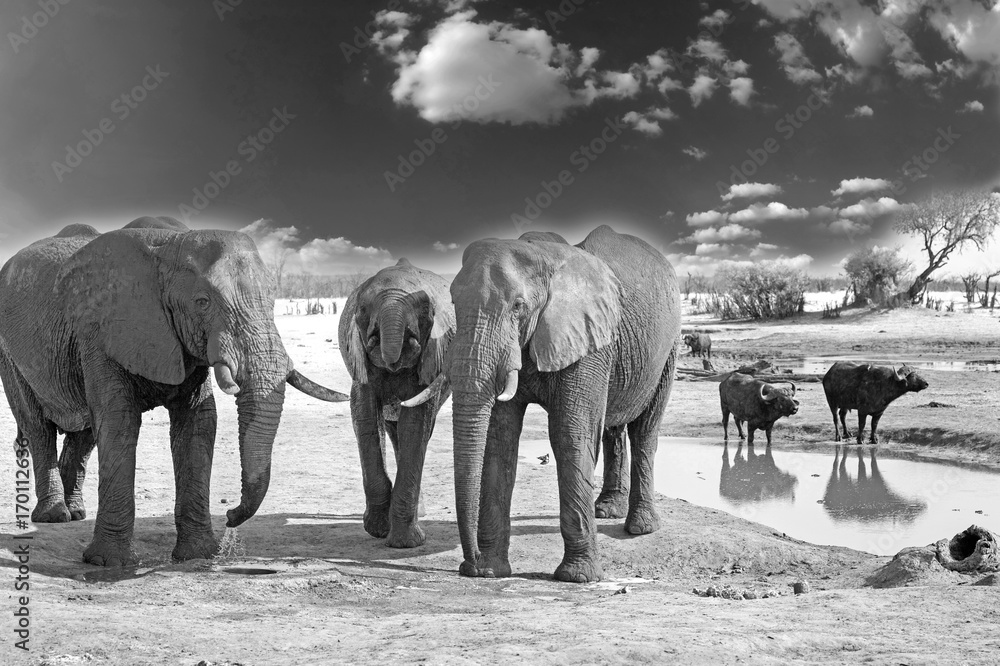 Elephants in monochrome on the plains in Hwange 
