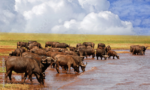 Large Herd of Cape Buffalo taking a drink from the shoreline of Lake Kariba, Zimbabwe