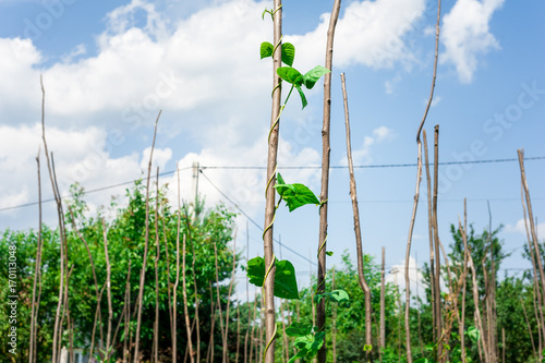 Cow pea plants growing in backyard garden under the sun photo