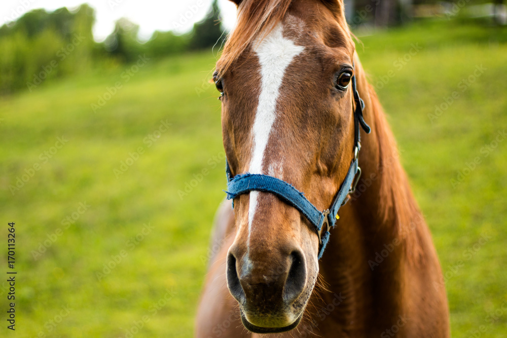 Haflinger Haflinger