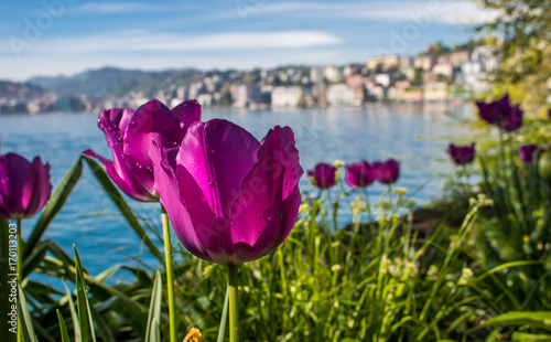 Blume
