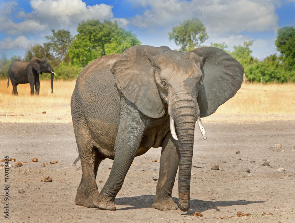 Fototapeta premium Large elephant standing on the dry plains of Hwange, with trees in the background 