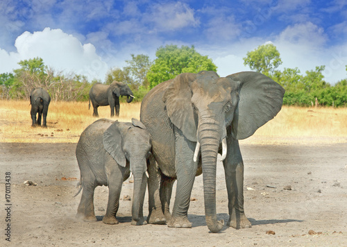 Mother and baby elephant standing on the dry dusty plains in Hwange   Zimbabwe with a nice blue cloudy sky