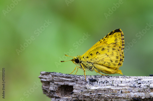 Image of common dartlet butterfly (Oriens gola Moore,1877) on dry branches on nature background. Insect Animal photo