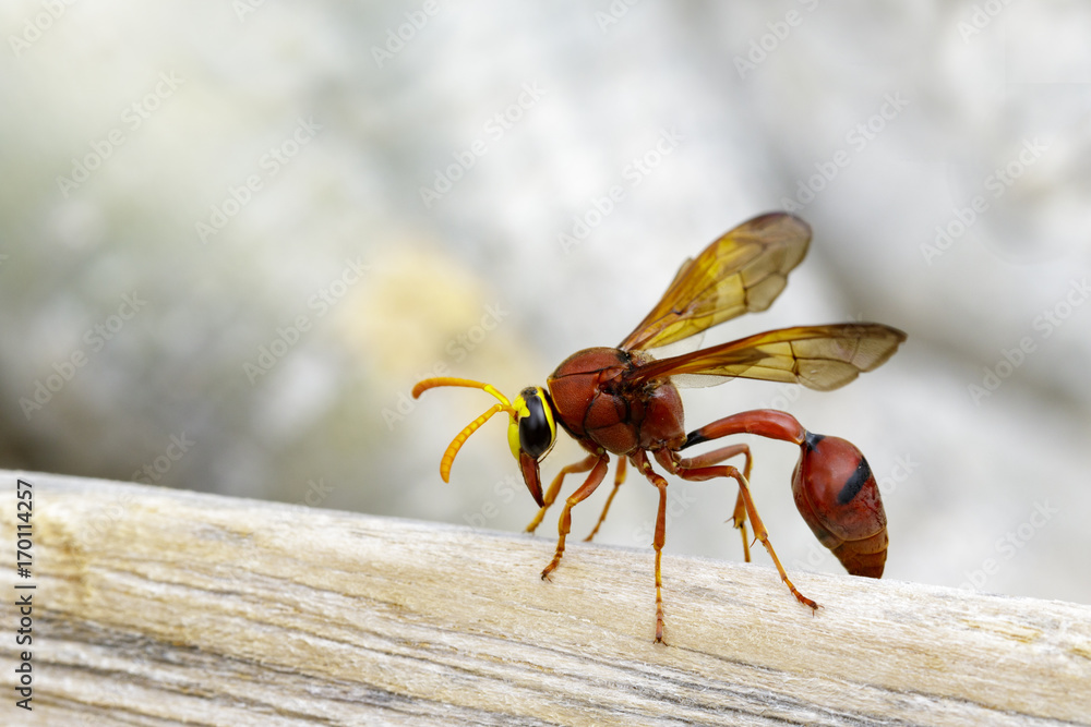 Image of potter wasp (Delta sp, Eumeninae) on dry timber. Insect Animal Image of potter wasp (Delta sp, Eumeninae) on dry timber. Insect Animal