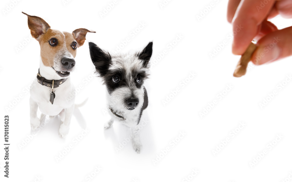 dogs  treat with owner