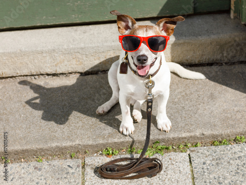 dog   with leash waits for a walk