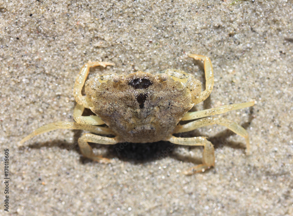 Beach crab   (Carcinus maenas)