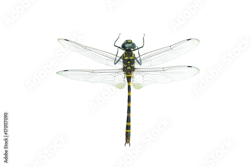 Black dragonfly isolated on a white background