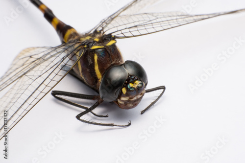 close up dragonfly macro isolated on white background