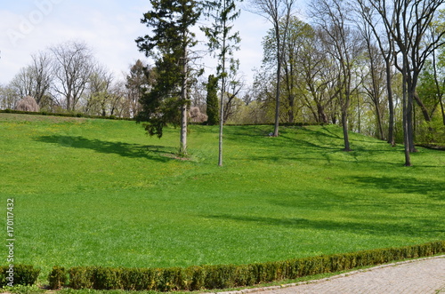 lawn in the park