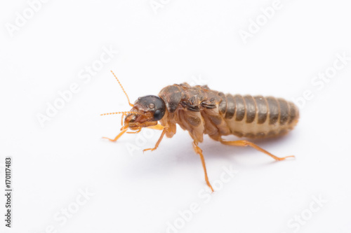 flying termite or Alates isolated on white background. © Achira22