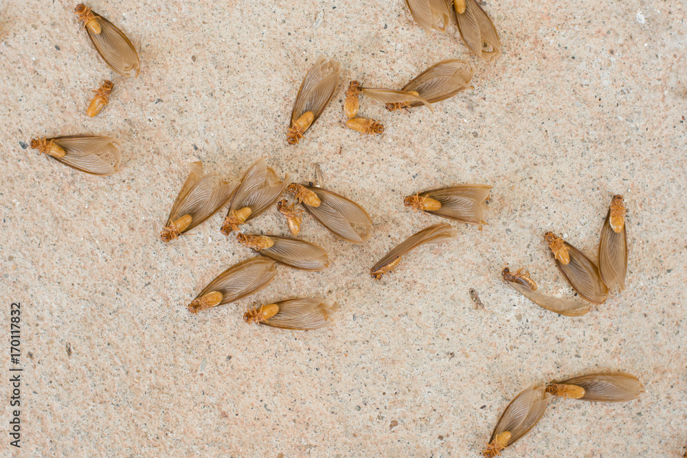 many of brown winged termite (alates) on cement floor many of brown winged termite (alates) on cement floor