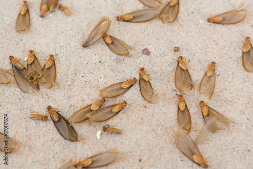 Konstfotografi many of brown winged termite (alates) on cement floor