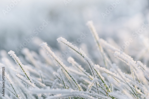 Frozen morning grass © Marek Walica