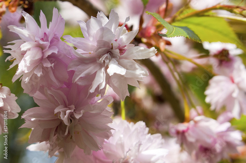 Blooming pink sakura.
