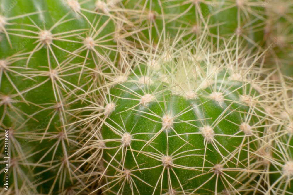 Cactus thorns. Macro cactus thorns. Close up Cactus thorns. Macro cactus thorns. Close up
