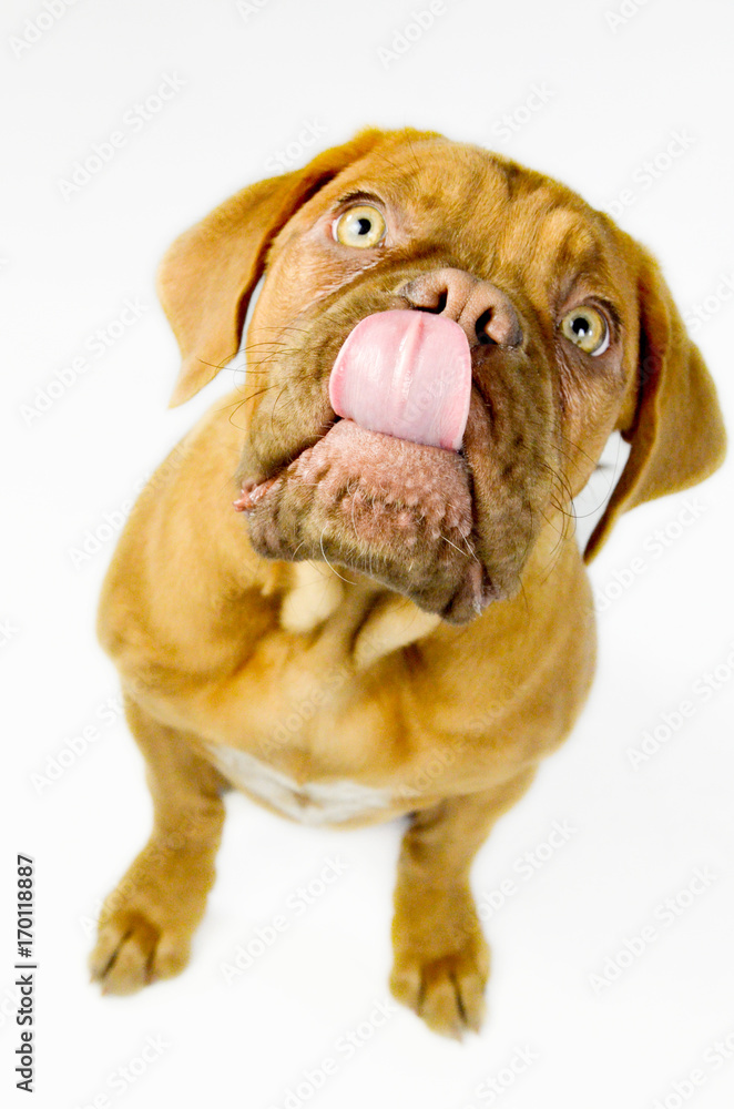 dogue de bordeaux