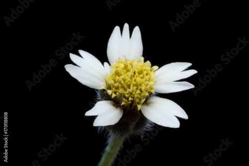 Mexican daisy or Tridax flower on dark background