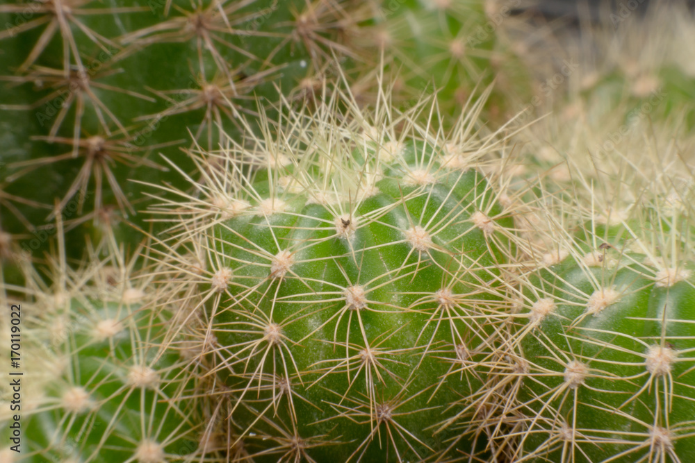 Cactus thorns. Macro cactus thorns. Close up Cactus thorns. Macro cactus thorns. Close up