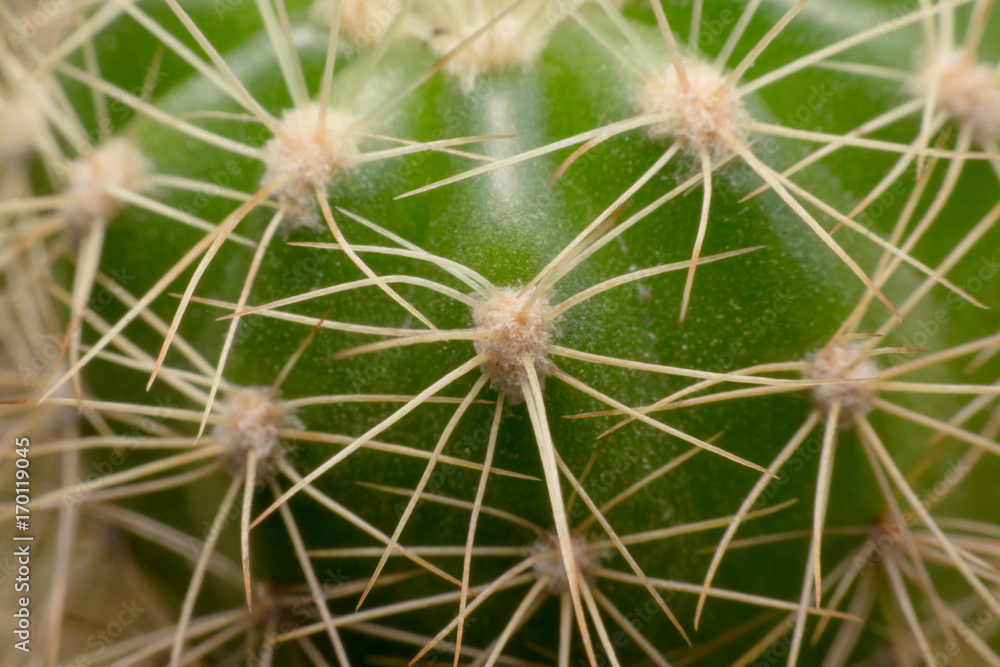 Cactus thorns. Macro cactus thorns. Close up Cactus thorns. Macro cactus thorns. Close up