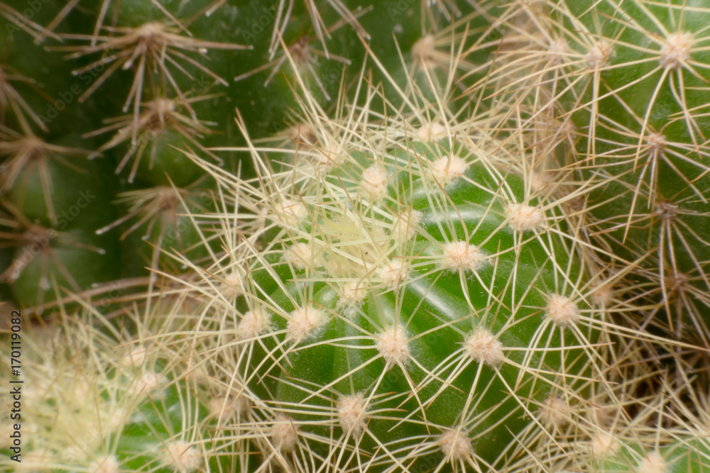 Cactus thorns. Macro cactus thorns. Close up Cactus thorns. Macro cactus thorns. Close up