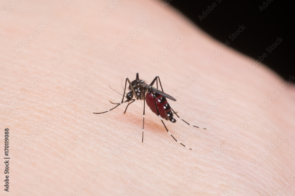 Close-up mosquito sucking blood Close-up mosquito sucking blood
