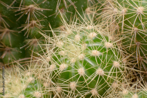 Cactus thorns. Macro cactus thorns. Close up