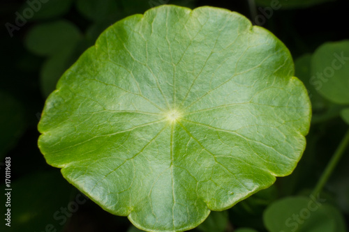 Close up of green leaves of Green Asiatic Pennywort (Centella asiatica , Hydrocotyle umbellata L or Water pennywort )