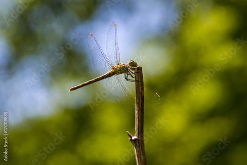 Dragonfly on the branch © Marko Rupena