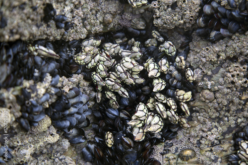 Barnacles and Mussels, Cathedral Beach; Galicia