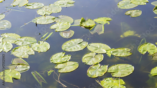 Water lily leaves on water background