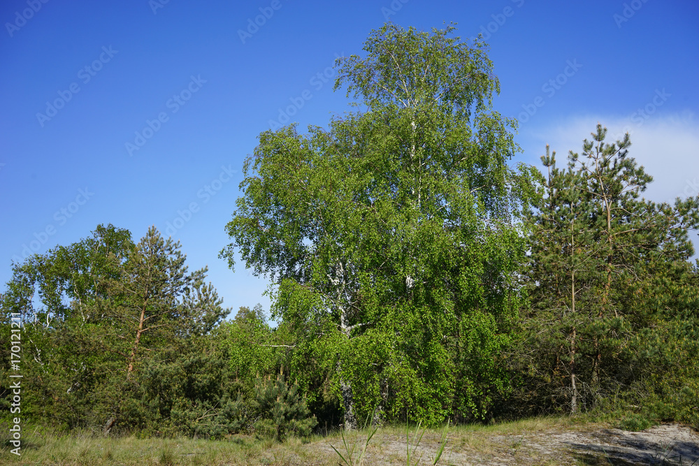 landscape with trees against the blue sky on a Sunny day in Kaliningrad region landscape with trees against the blue sky on a Sunny day in Kaliningrad region